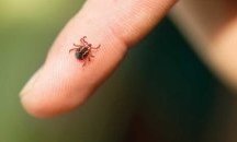 Бум на кърлежите в София