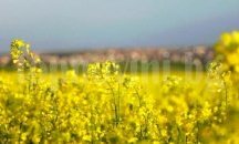 Приключи жътвата на ечемика и рапицата в област Добрич