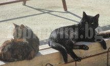 Продължава кампанията в помощ на собствениците на домашни кучета и котки