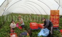 Бюрото по труда в Исперих набира работници за бране на ягоди в Испания