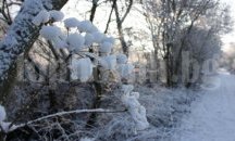 Болен и недохранен старец е спасен от измръзване и глутница кучета край Балчик
