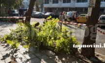 В квартал Черно море настояват за премахване на опасни дървета