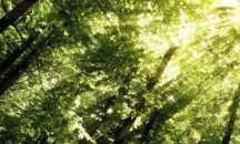 "Механични дървета" ще пречистват въздуха?