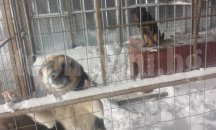 От Левски скочиха срещу "Новия Франкенщайн" Литекс