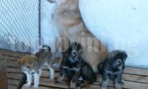 259 бездомни кучета са осиновени в Стара Загора