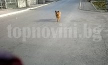 Русенските данъкоплатци отново ще покриват обезщетение за жертва на улично куче