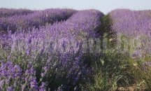 Крадци изкорениха 5 декара нива с лавандула