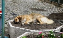 Изграждат нова площадка за кучета в пловдивския район "Тракия"