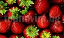 Търсят берачки на ягоди в Испания