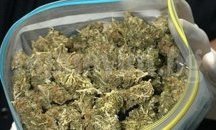 38-годишен от Павликени отива на съд за оранжерия с марихуана