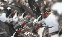 Започва преброяване на зимуващите водолюбиви птици