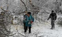 Служители на "Паркстрой" работят по 25 сигнала за опасни дървета в Плевен
