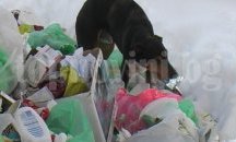 Община Велико Търново приема идеи за Програмата за бездомните кучета