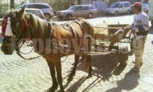 “Движение” 21 иска забрана на каруците в София