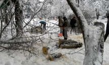 Общински служители окастриха 43 опасни дървета в Плевен