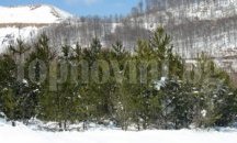 Данъчните продават на търг борова гора, ниви и лозя в Шуменско