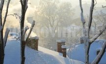 Дърво падна и потроши "БМВ" в Русе