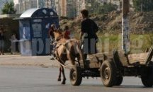 В Плевен каруците стават жълти, за да ги хващат по-лесно при нарушения