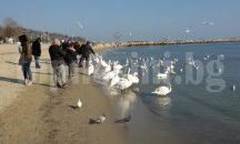 Прогнозите за кучи студ не стреснаха варненци