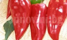 Куртовска капия и розов домат "цъфват" на картичка