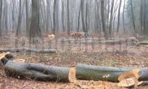 Успешна акция в борбата с незаконна сеч осъществи Държавно ловно стопанство Тервел
