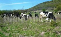 Умъртвиха животни с нодуларен дерматит