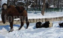 Камилата Пешо вече с дебела зимна премяна