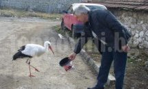 Селски кмет гощава полски щъркел
