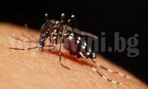 В България има видове комари, които са потенциален преносител на вируса „Зика“