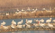 Птиците стареят по-бързо заради шума от автомобилите