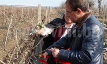 Кметът на Асеновград заряза лозите в Тополово