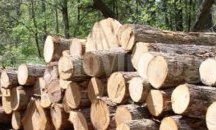 Подпомагат с дърва за огрев възрастни хора от Кипилово, станали жертва на обир