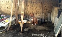 Питбул нападна жена в Казанлък