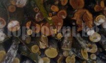 3 коли и 2 каруци задържаха горските стражари