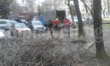Плевенчани могат да сигнализират в "Паркстрой" на специален телефон за нападали клони
