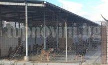 Общината давала храна на ромите, за да може да им кастрира кучетата