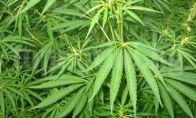 Хванаха трима с дрога при проверки в Добрич и Албена