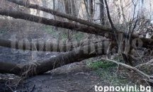 Огромно дърво разруши къща в централната част на Плевен
