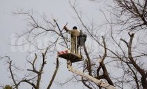 Затвориха бургаската ул. „Васил Левски“, режат клони