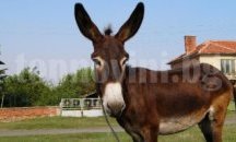 Дядо плати глоба с парите от продадено магаре