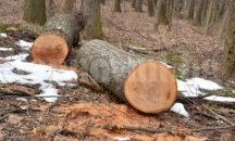Задържаха две каруци с крадени дърва в Кубрат