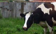 Откриха огнище на заразен нодуларен дерматит по животните в област Одрин