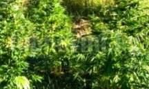 Арести във Врачанско за отглеждане на канабис