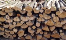 Горски инспектори от Бургас съставиха 3 акта за незаконни дърва