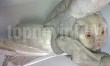 Експерти на РИОСВ-Шумен спасиха ранена птица