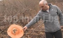 Отново десетки незаконно изсечени дървета в Природен парк Витоша