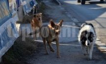 Бездомните кучета в столицата намаляват