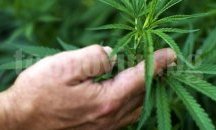 МВР разби огромна лаборатория за наркотици в село до Плевен