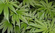 Младеж колабира след като се напуши с марихуана, приеха го спешно в болницата