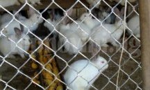 Разследват кражба на 6 овце, 9 агнета и 1 шиле